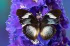 USA-Washington State-Issaquah Butterfly on flowers Art Print